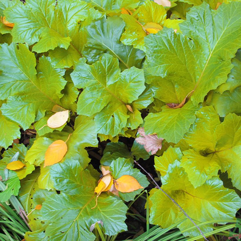 Acanthus mollis Hollards Gold (Fogliame)