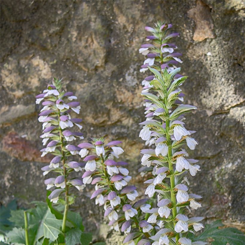 Acanthus mollis Hollards Gold (Fioritura)