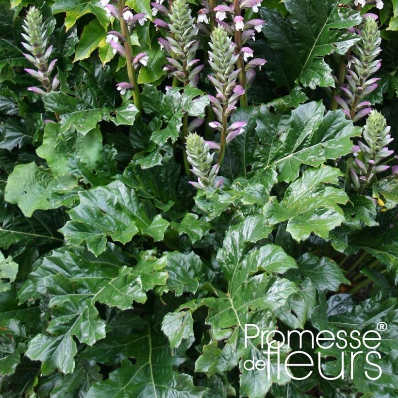 Acanthus mollis Latifolius (Fogliame)