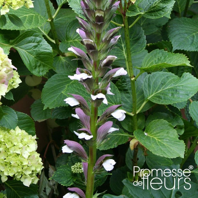 Acanthus mollis Latifolius (Fioritura)