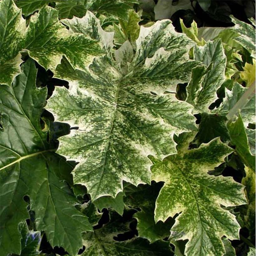 Acanthus mollis Tasmanian Angel (Fogliame)