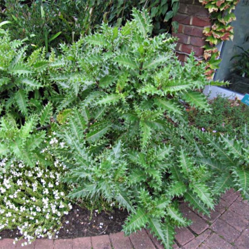 Acanthus sennii (Porto)