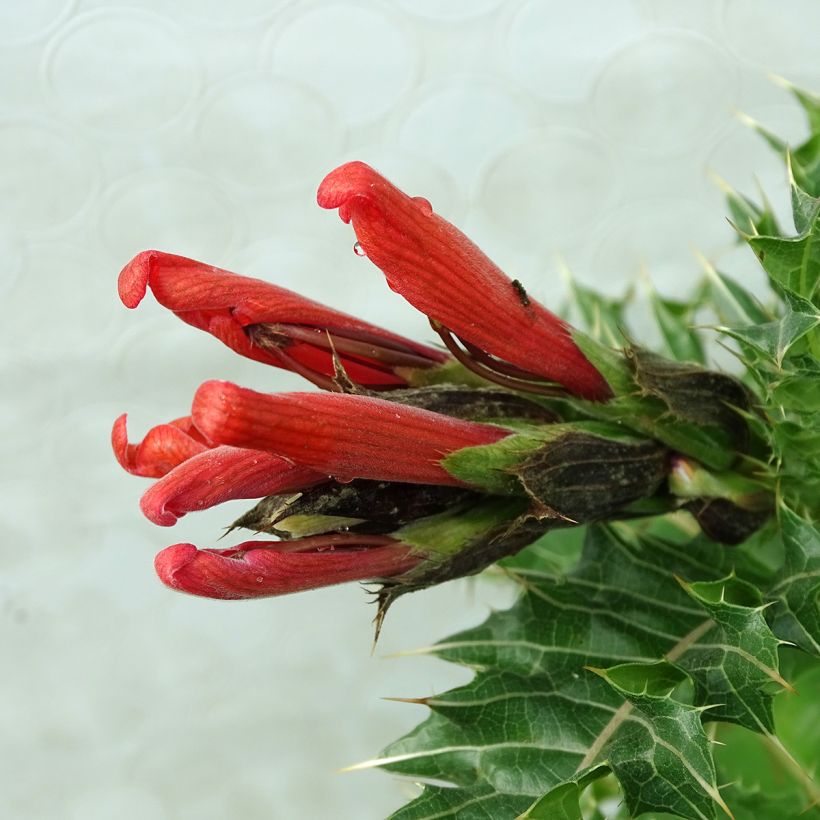 Acanthus sennii (Fioritura)