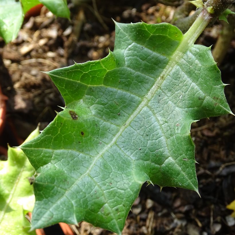 Acanthus sennii (Fogliame)