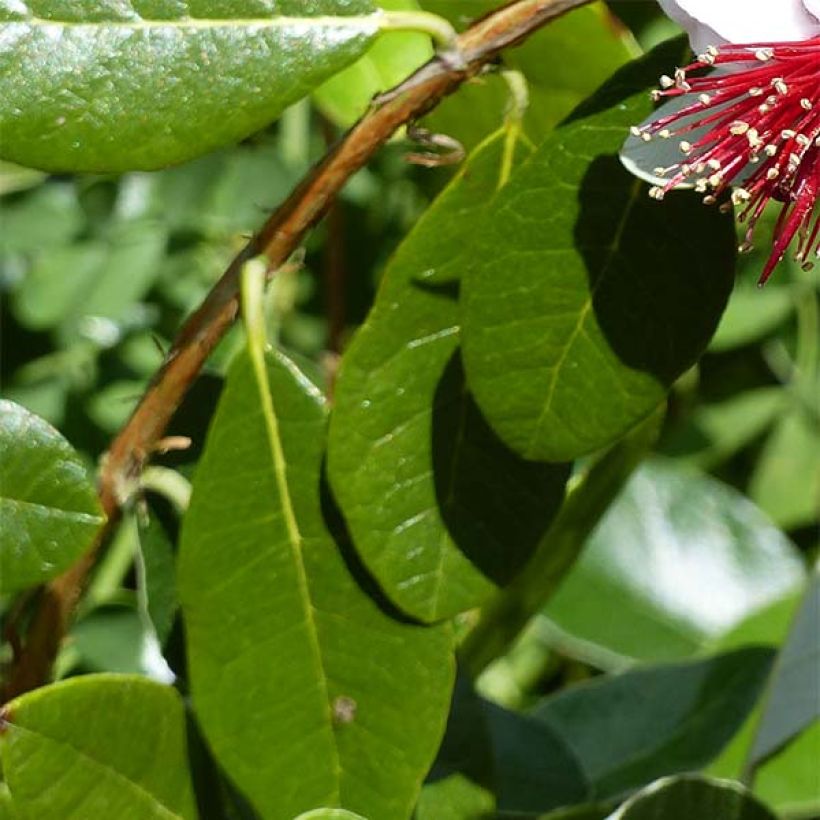 Feijoa Coolidge (Fogliame)