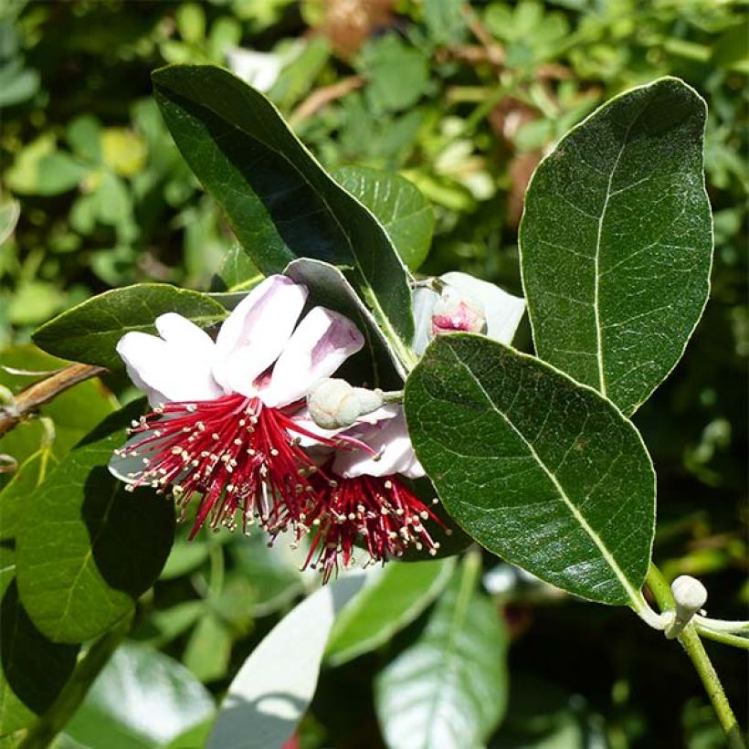 Feijoa Coolidge (Fioritura)