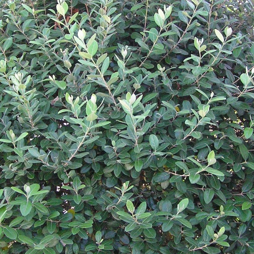 Acca sellowiana Gemini - Feijoa (Fogliame)