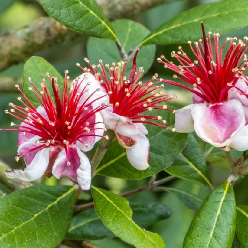 Acca sellowiana Gemini - Feijoa (Fioritura)