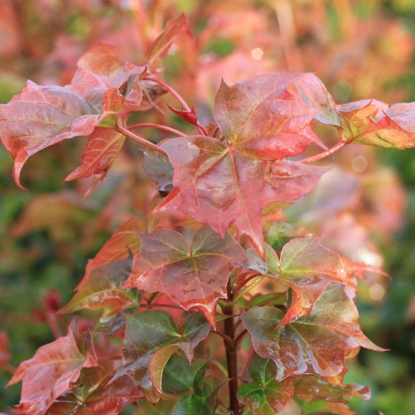 Acer Ample Surprise (Fogliame)