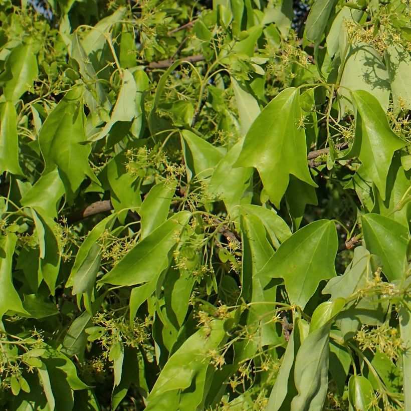 Acer buergerianum - Acero tridente (Fogliame)