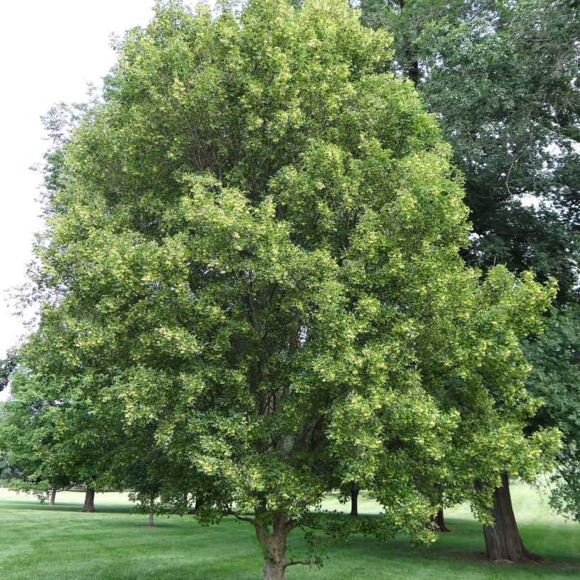 Acer buergerianum - Acero tridente (Porto)