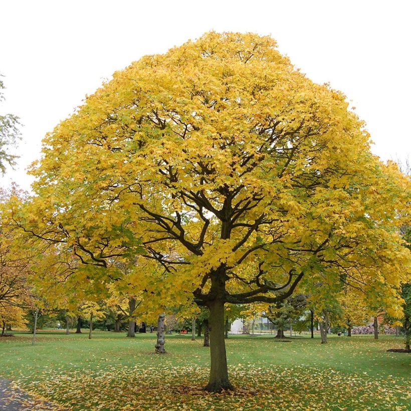 Acer cappadocicum Aureum (Porto)