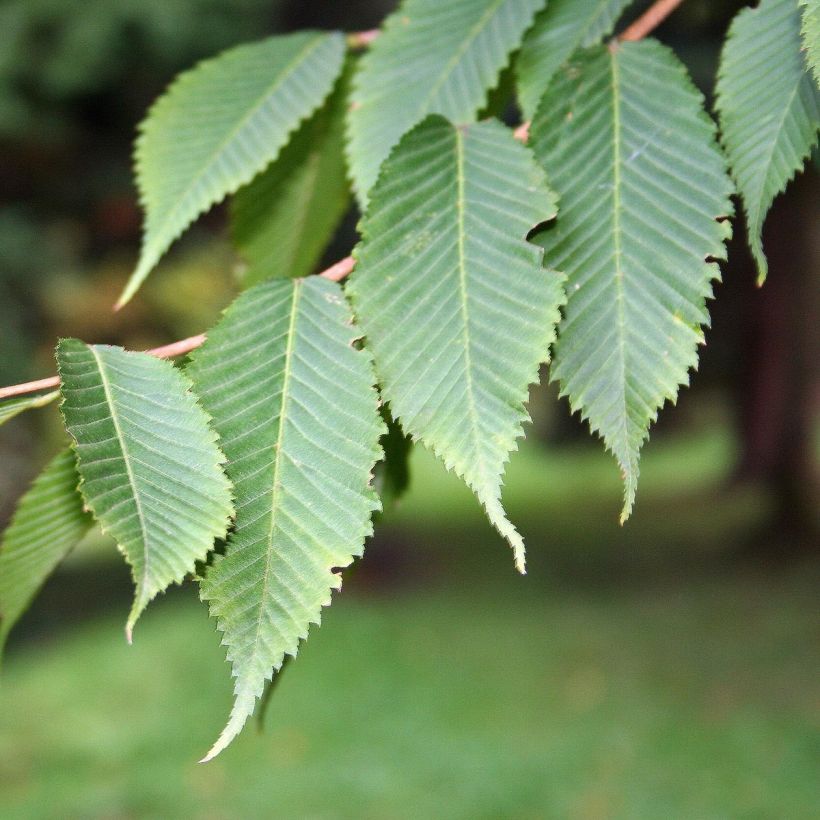 Acer carpinifolium (Fogliame)