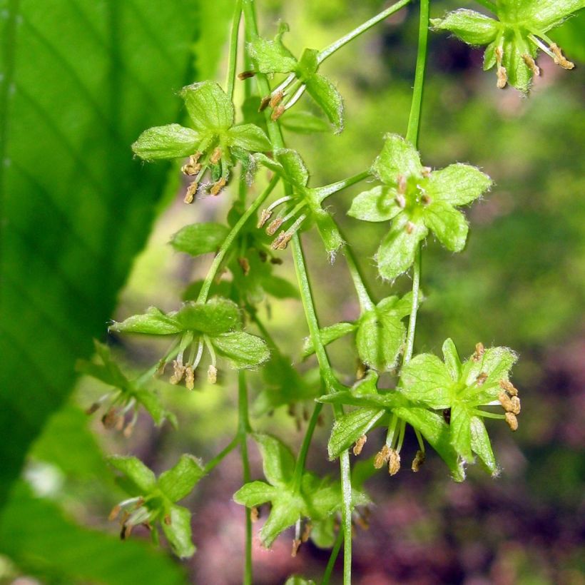 Acer carpinifolium (Fioritura)