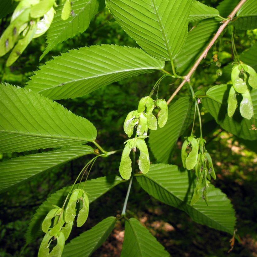 Acer carpinifolium (Raccolta)