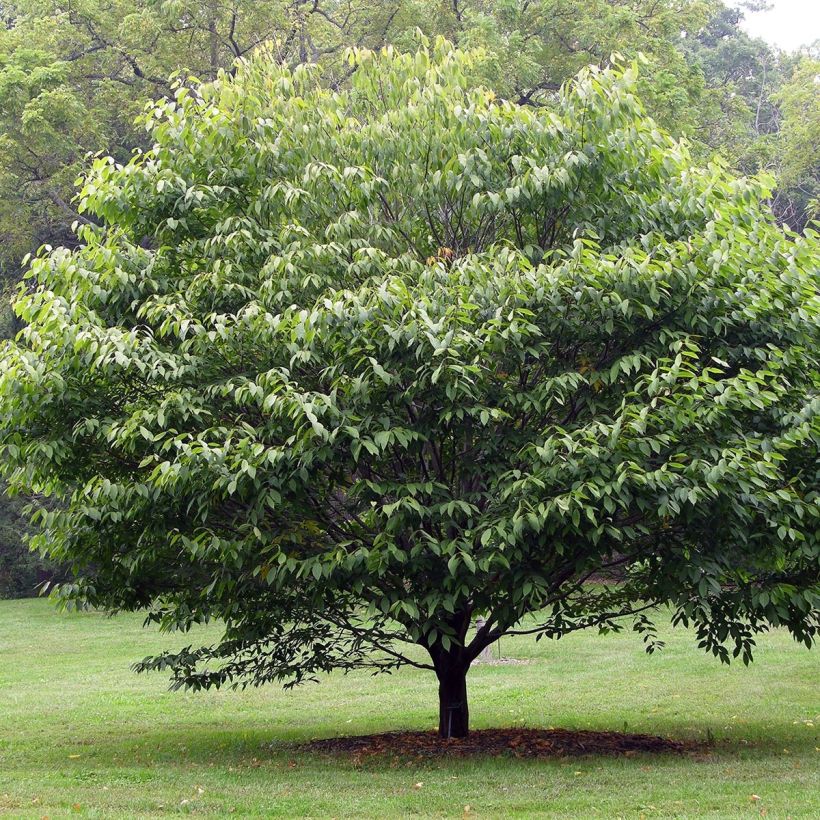 Acer carpinifolium (Porto)