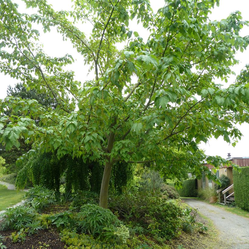 Acer conspicuum Silver Vein - Acero pelle di serpente (Porto)