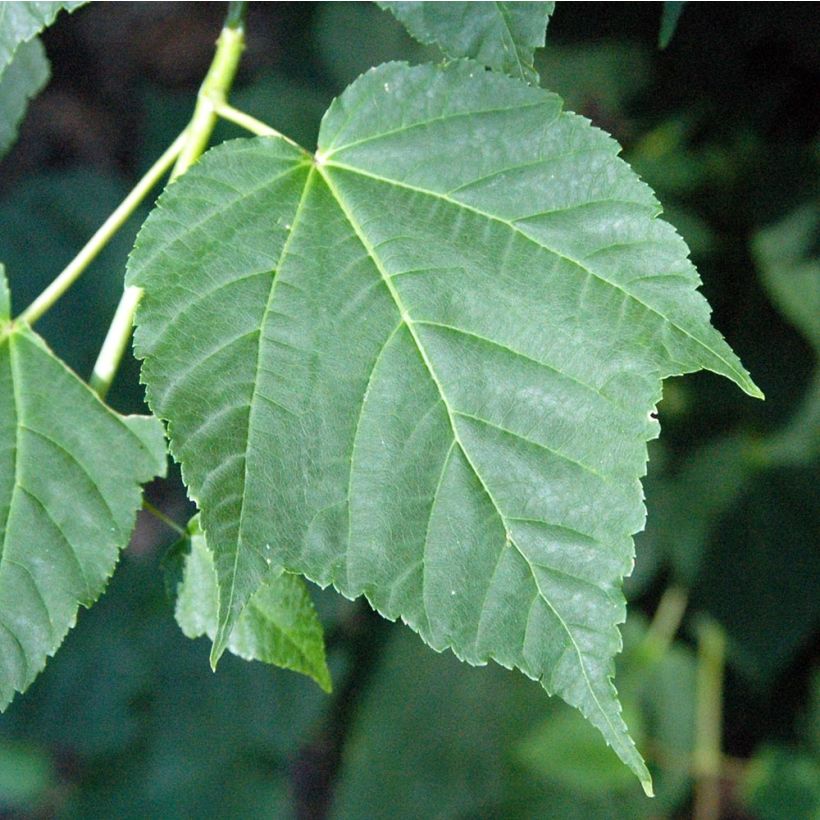 Acer davidii (Fogliame)