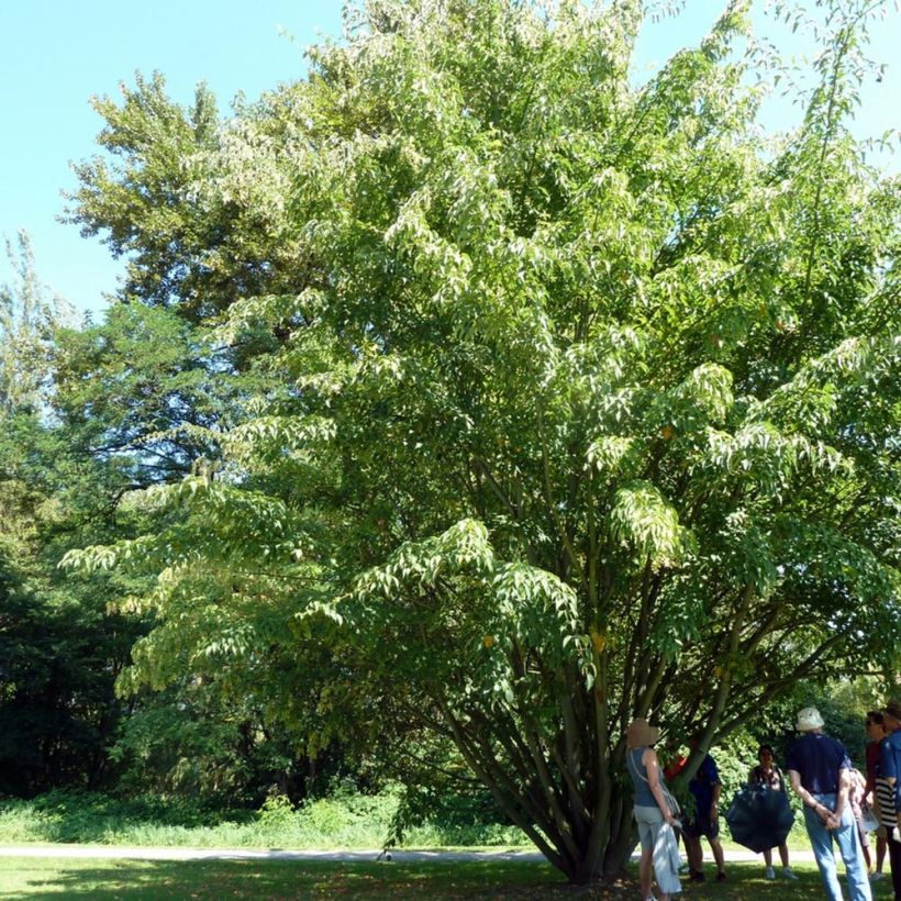 Acer davidii (Porto)