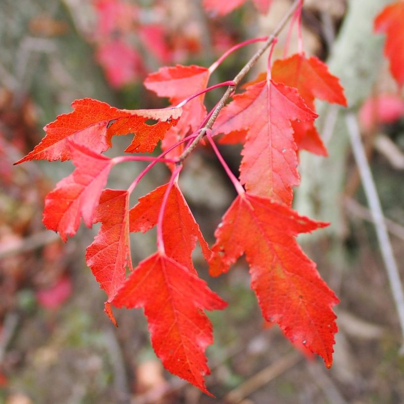 Acer tataricum - Acero di fuoco (Fogliame)