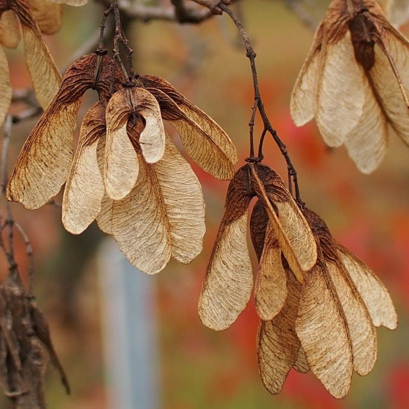 Acer tataricum - Acero di fuoco (Raccolta)