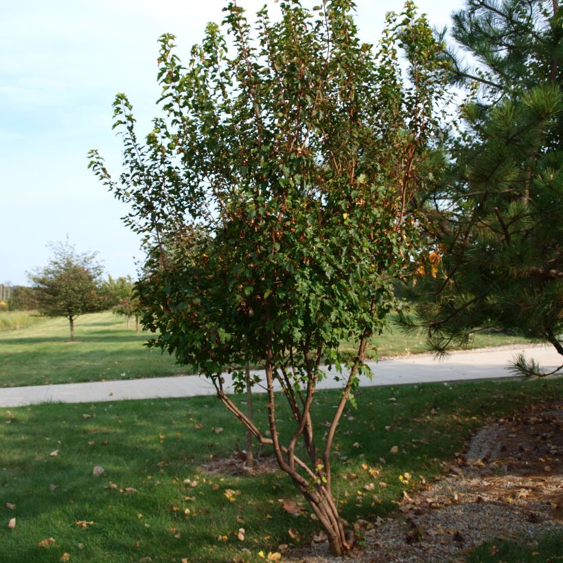 Acer tataricum - Acero di fuoco (Porto)