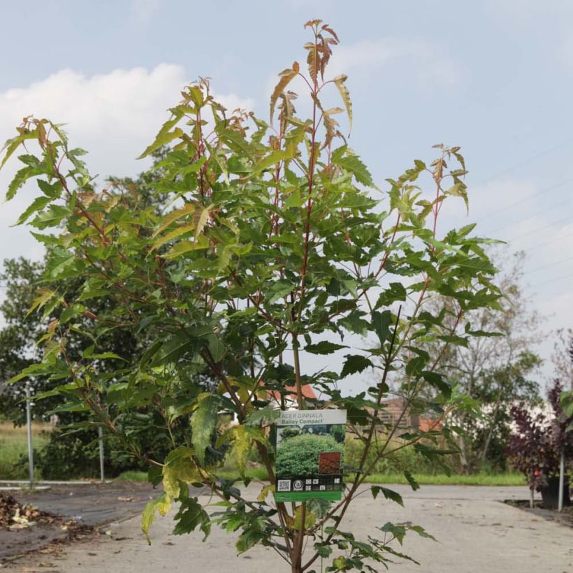 Acer tataricum Moonrise - Acero ginnala (Fogliame)