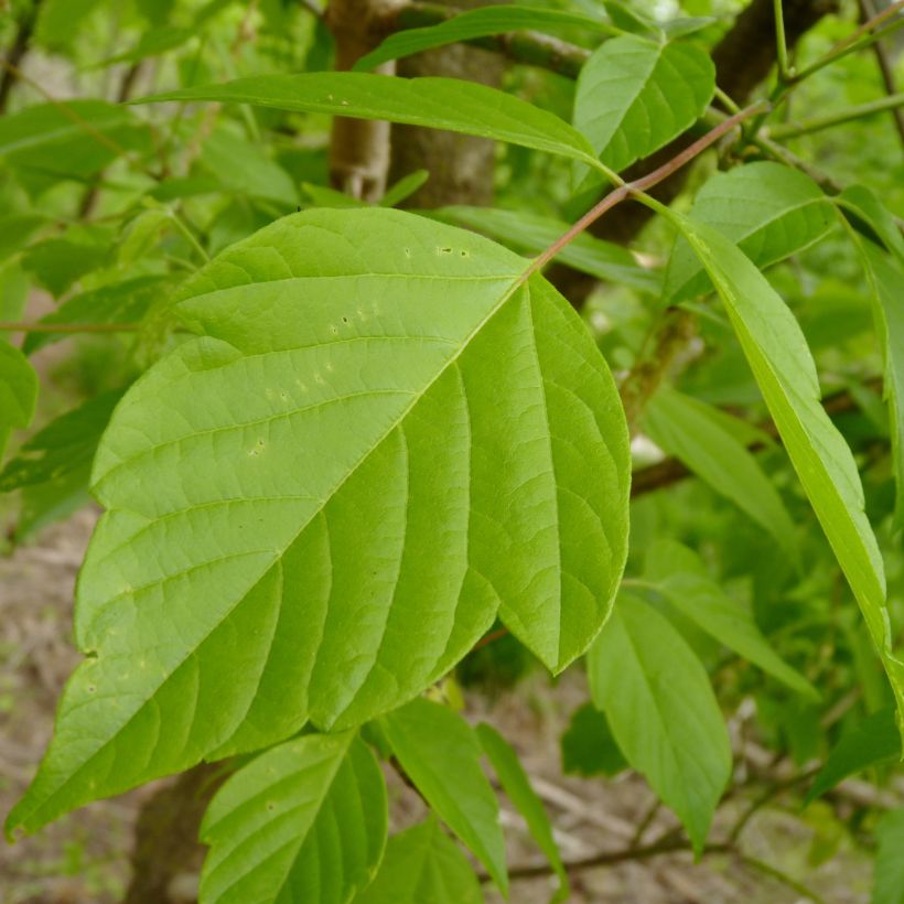 Acer negundo (Fogliame)