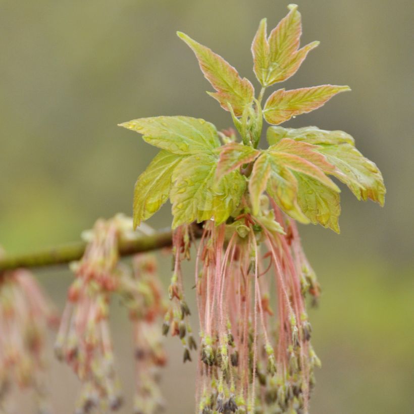 Acer negundo (Fioritura)