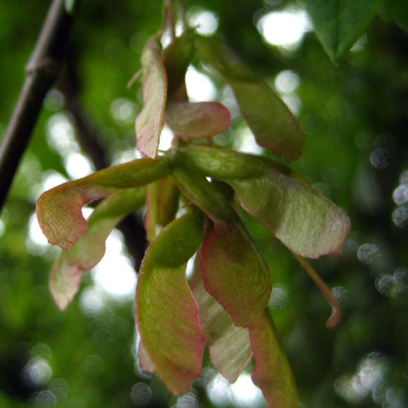 Acer negundo (Raccolta)