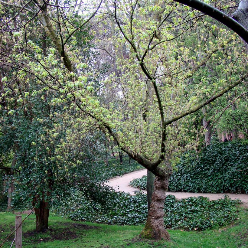 Acer negundo (Porto)