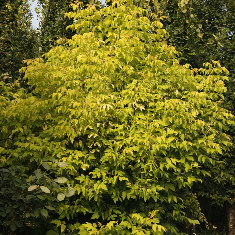 Acer negundo Auratum (Porto)