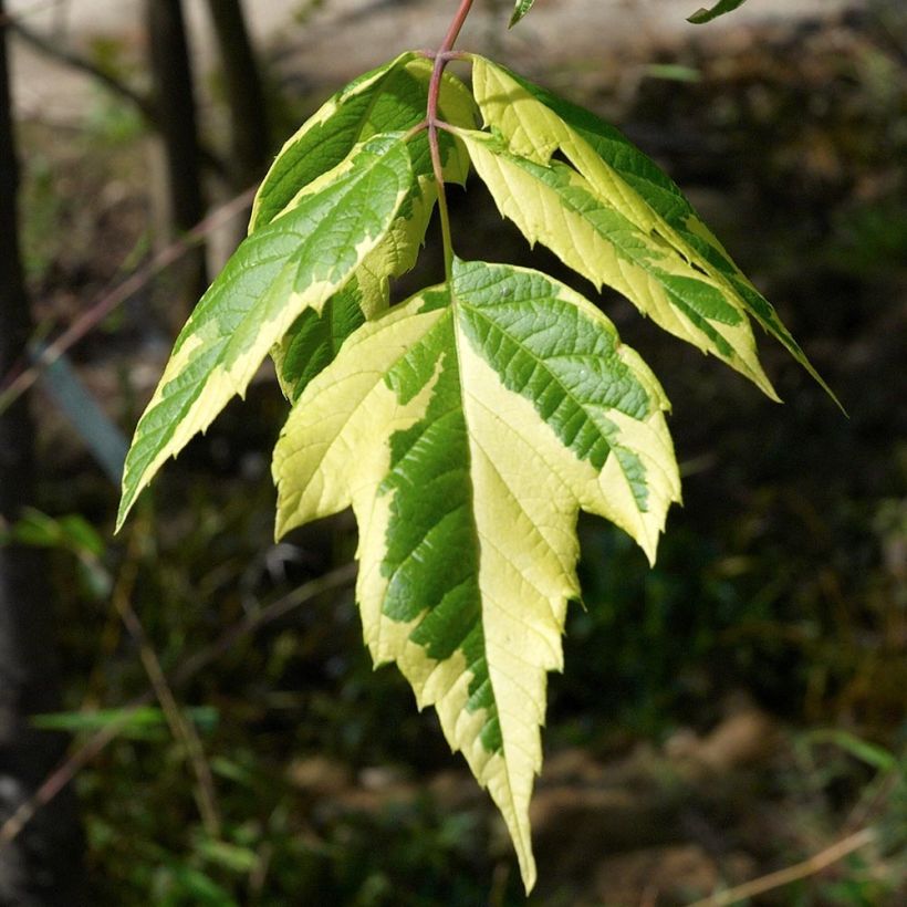 Acer negundo Aureovariegatum (Fogliame)