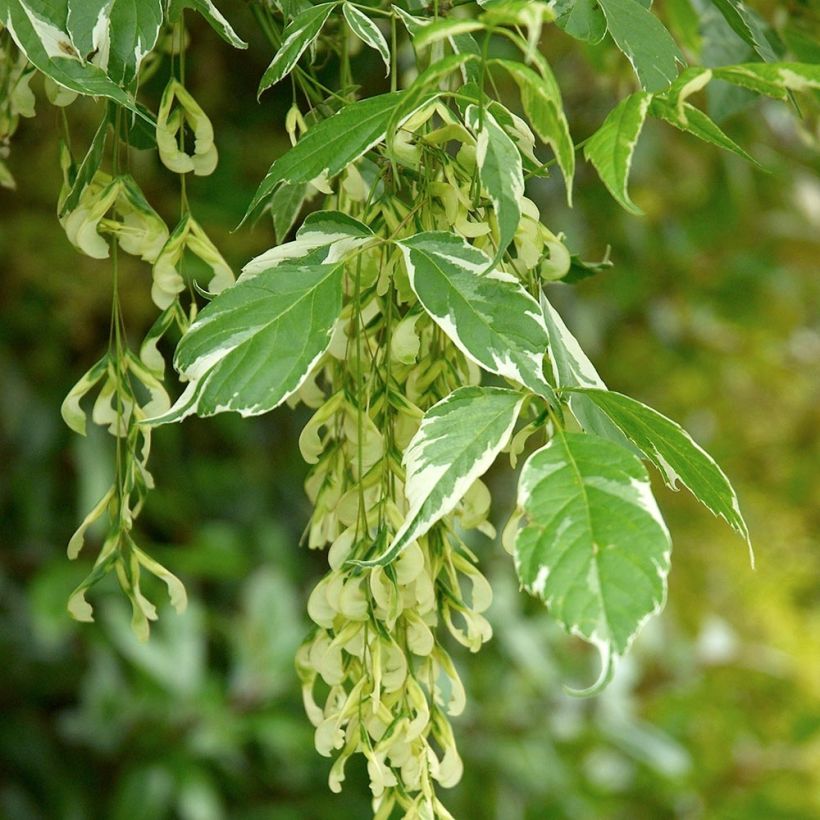 Acer negundo Variegatum (Fogliame)