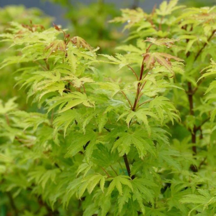 Acer palmatum Anne Irene - Acero giapponese (Fogliame)