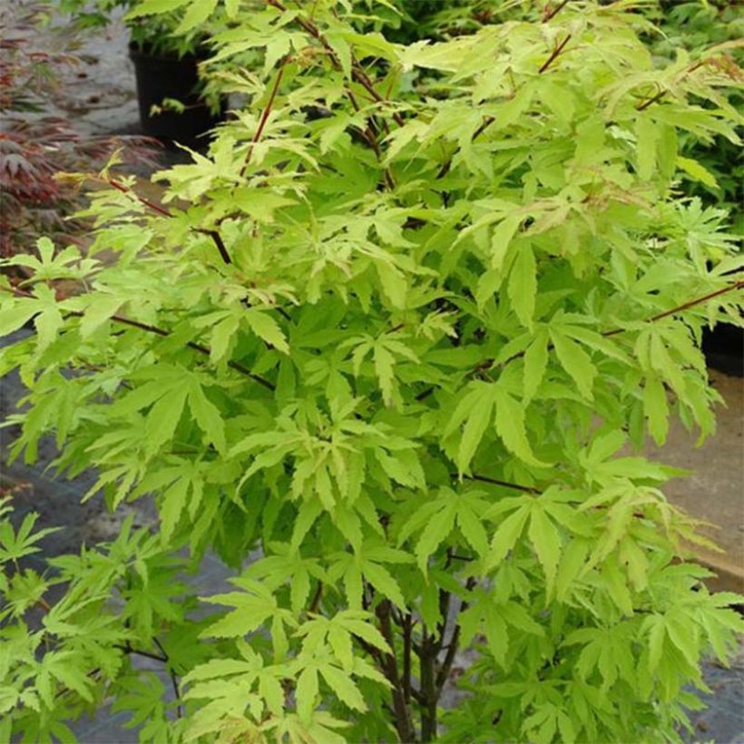 Acer palmatum Anne Irene - Acero giapponese (Porto)