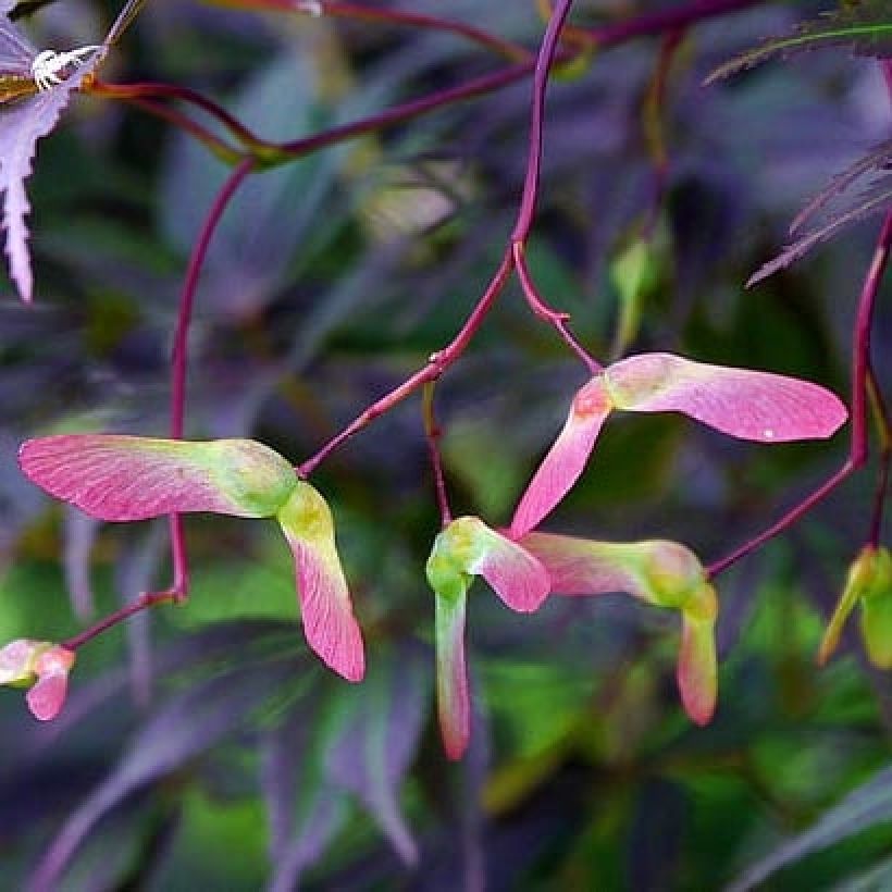 Acer palmatum Black Lace - Acero giapponese (Raccolta)