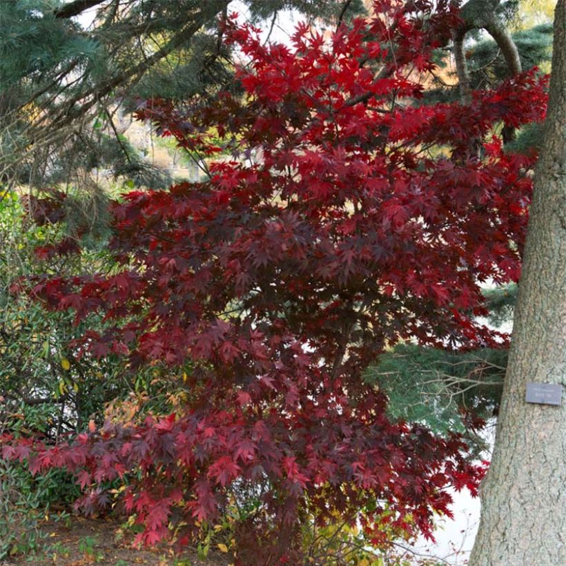 Acer palmatum Bloodgood - Acero giapponese (Porto)