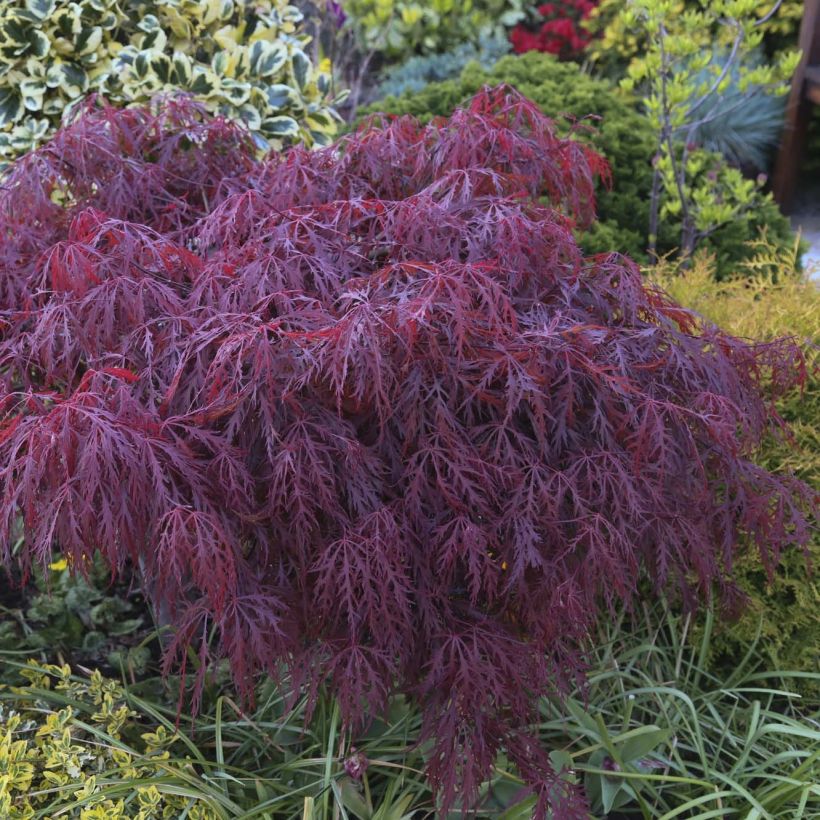 Acer palmatum Crimson Queen - Acero giapponese (Fogliame)