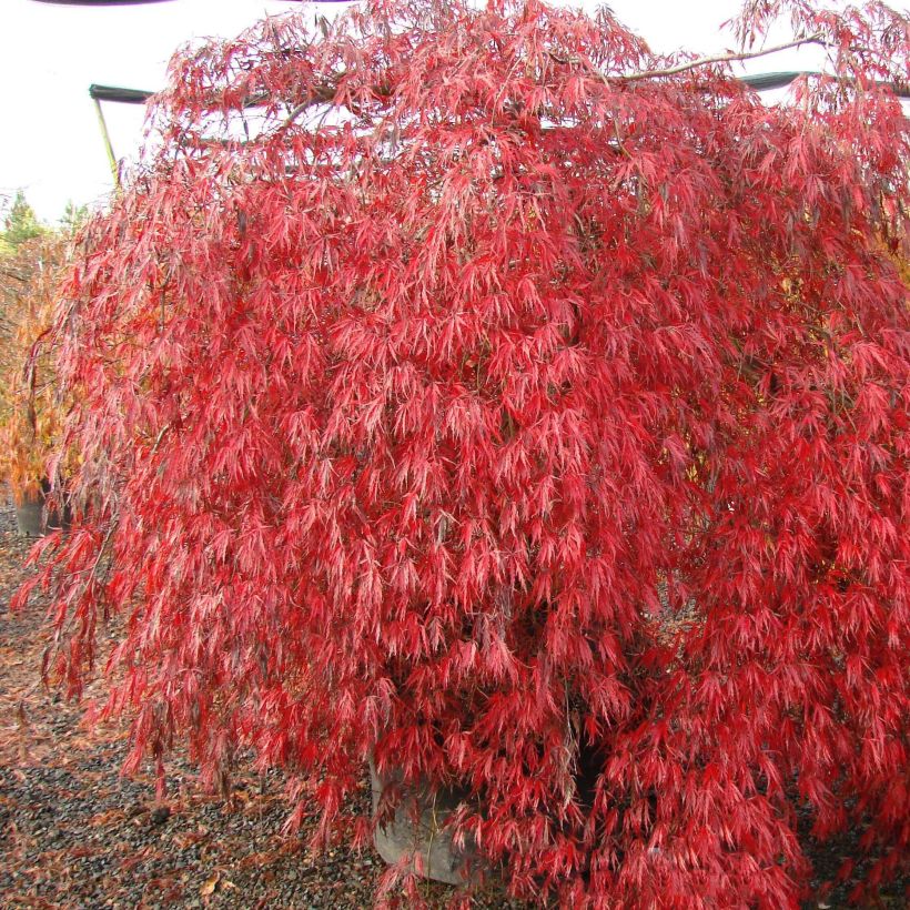 Acer palmatum Crimson Queen - Acero giapponese (Porto)