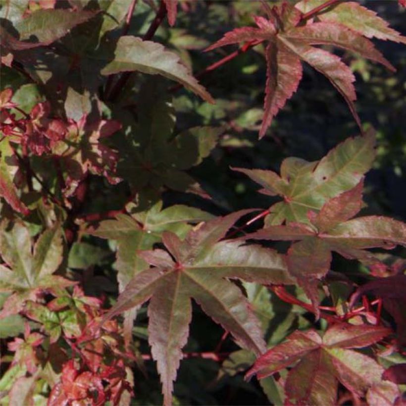 Acer palmatum Deshojo - Acero giapponese (Fogliame)