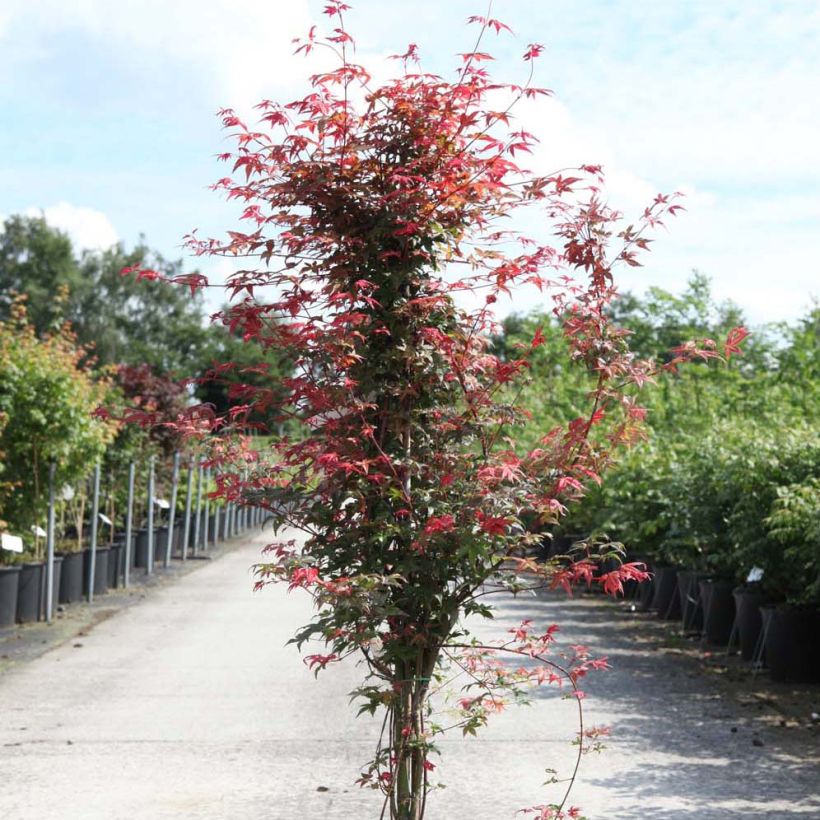 Acer palmatum Deshojo - Acero giapponese (Porto)