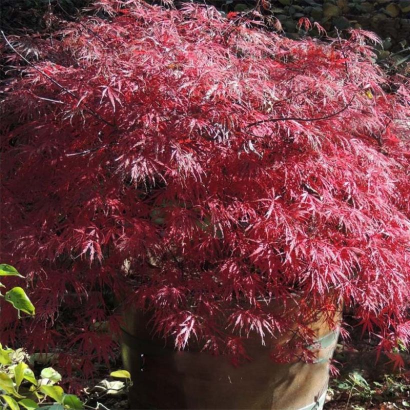 Acer palmatum Firecracker - Acero giapponese (Fogliame)