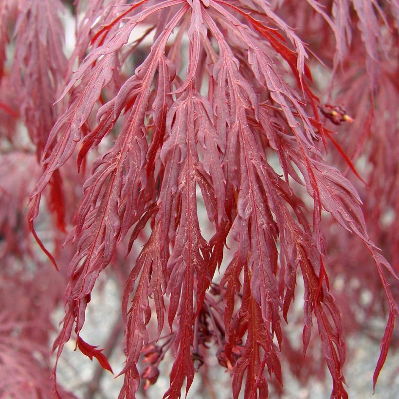 Acer palmatum Dissectum Tamukeyama - Acero giapponese (Fogliame)