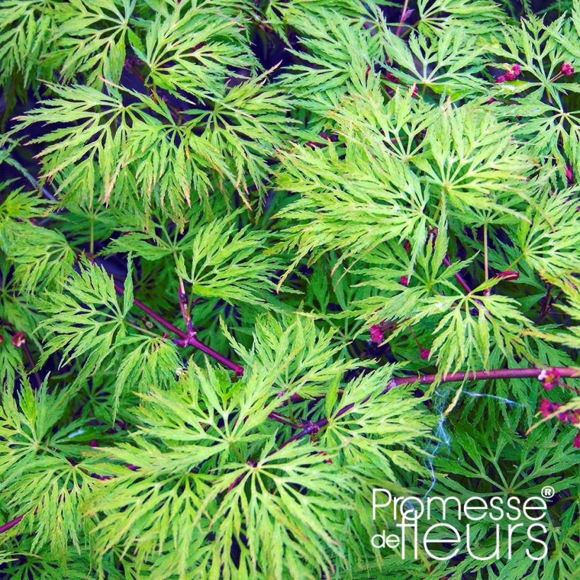 Acer palmatum Emerald Lace - Acero giapponese (Fogliame)