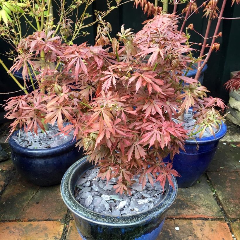 Acer palmatum Jerre Schwartz - Acero giapponese (Porto)