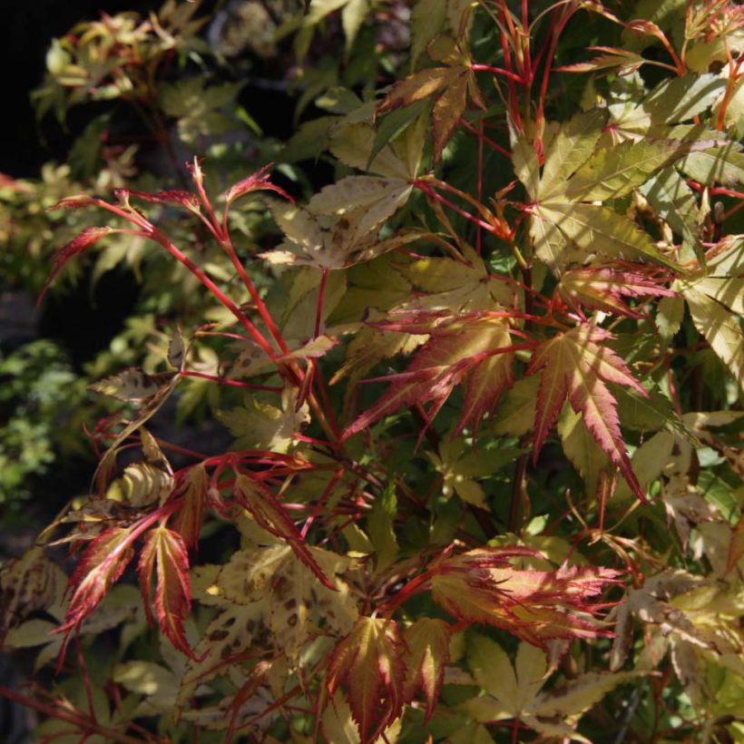 Acer palmatum Katsura - Acero giapponese (Fogliame)