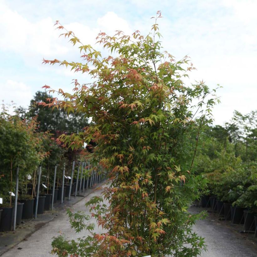 Acer palmatum Katsura - Acero giapponese (Porto)