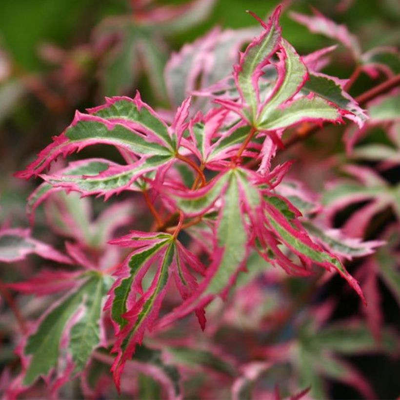 Acer palmatum Marlo - Acero giapponese (Fogliame)