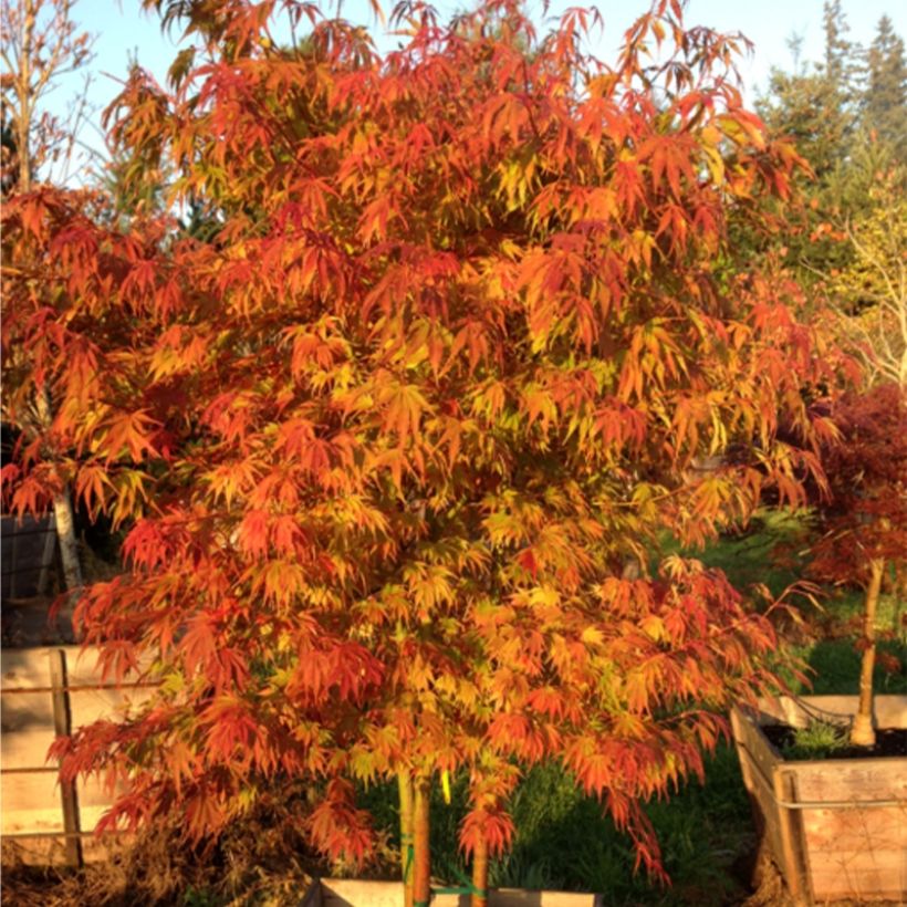 Acer palmatum Orange Flame - Acero giapponese (Porto)